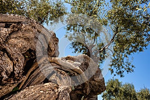 Twisted olive tree