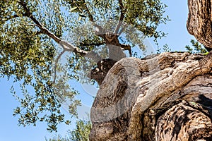 Twisted olive tree trunk