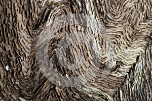 Twisted pattern on an old oak