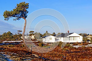 Twisted pine on the moor