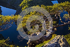 Twisted pine on a rock high above the canyon of the river in sun