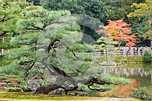 Twisted pine tree photo