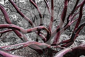 Manzanita tree branches photo