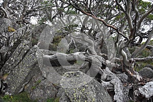 Twisted roots of a dead tree on rocks