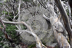 Twisted roots of a dead tree on rocks