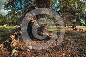 Twisted roots of old olive tree