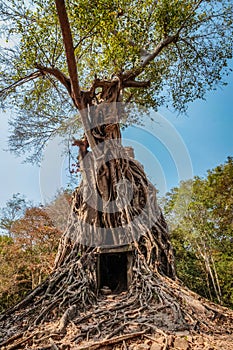 The twisted roots of an old tree cover all but a small square entrance left from an old temple in Cambodia