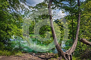 Twisted rots and trees on the edge of turquoise pond in Plitvice Lakes