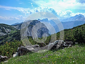 Twisted shrubs with a backdrop of the dramatic Julian Alps