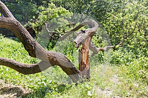 Twisted splitted trunk of the broken fallen old apricot tree