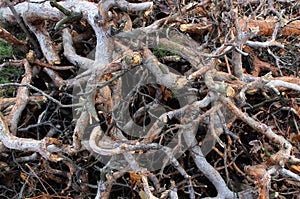 Twisted spruce branches intertwined texture stock photo