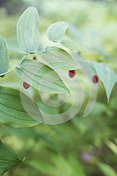 Twisted Stalk with watermelon berries