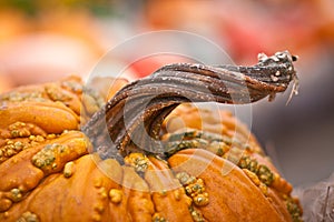 Twisted Stem of Pumpkin