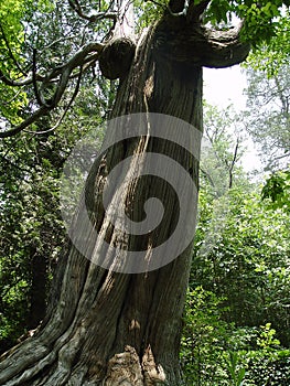 Twisted Tree photo