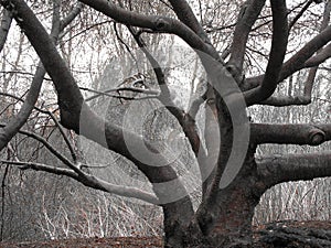 twisted tree