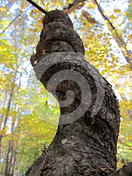 Twisted Tree in the Autumn Forest