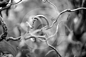 Twisted tree branches twigs black and white wall art