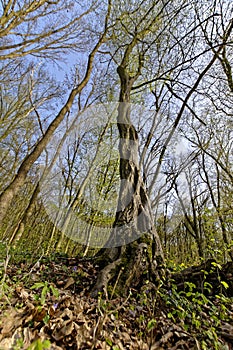 Twisted tree in forest