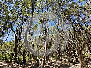 Twisted Tree Forest under Bright Blue Sky
