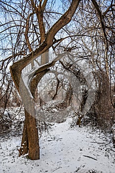 Twisted tree in forest at winter, snow on the ground