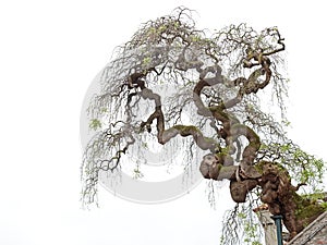 Twisted tree isolated on white background