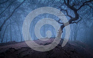 A twisted tree on a knoll in a foggy forest photo