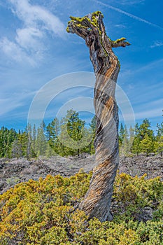 Twisted tree in Lava Cast Forest near Sunriver, OR