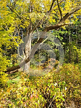 Twisted Tree Limbs in Shakespeare, Ontario