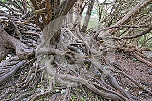 Twisted Tree roots