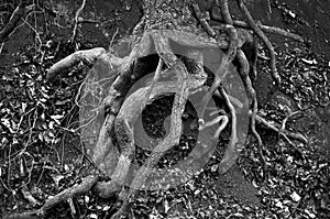 Twisted Tree Roots exposed on Creek Bank