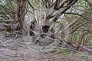 Twisted Tree roots