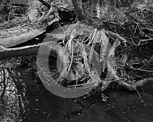 Twisted Tree Roots in River