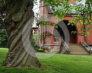 Twisted Tree and Town Library