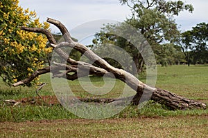 Twisted tree trunk photo