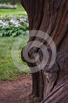 Twisted Tree Trunk in a Garden