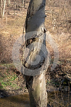 A twisted tree trunk with marks of strangulation