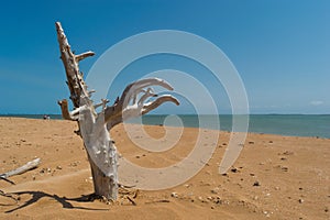 Twisted tree trunk on a small desert island located in CabrÃÂ¡lia. photo