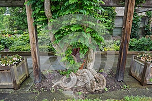 Twisted Tree Trunk Between Two Wooden Posts.