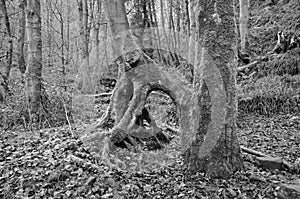 Twisted tree trunks in winter grey misty woodland with roots