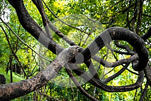 Twisted tree vine in western ghats, Maharashtra, India