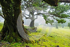 Twisted trees in the fog in Fanal Forest on the Portuguese island of Madeira