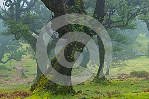 Twisted trees in the fog in Fanal Forest on the Portuguese island of Madeira