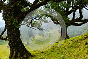 Twisted trees in the fog in Fanal Forest on the Portuguese island of Madeira