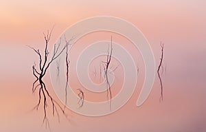 Twisted trees rise from thick fog coloured by the sunrise