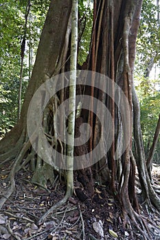 Twisted tropical tree roots in rain forest