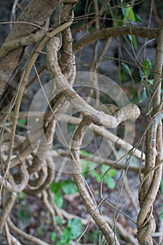 Twisted tropical tree roots