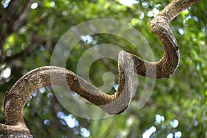 Twisted trunk of African dream herb photo