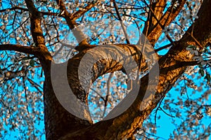 Twisted trunk with branches of blooming apple tree with white flowers. Spring blossom. Blue sky backdrop. Embossed brown bark