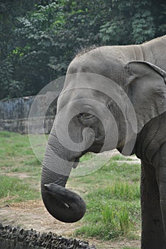 Twisted trunk Elephant displaying his cheerfulness photo