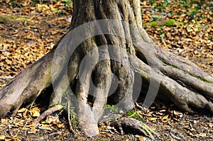 Twisted trunk of tree